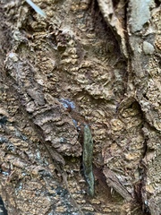 Prophysaon vanattae