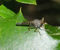 Neoitamus flavofemoratus