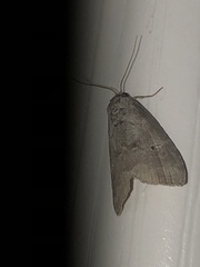 Hyperstrotia pervertens