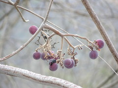 Vitis bourgaeana