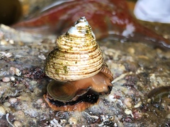 Calliostoma ligatum