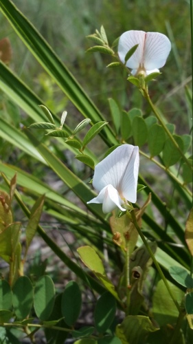 Image of Tephrosia rugelii by (c) Jay Horn, some rights reserved (CC BY)