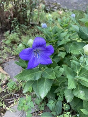 Platycodon grandiflorus