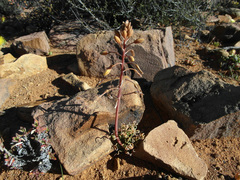 Bulbine torta