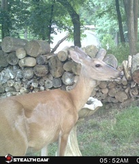 Odocoileus virginianus