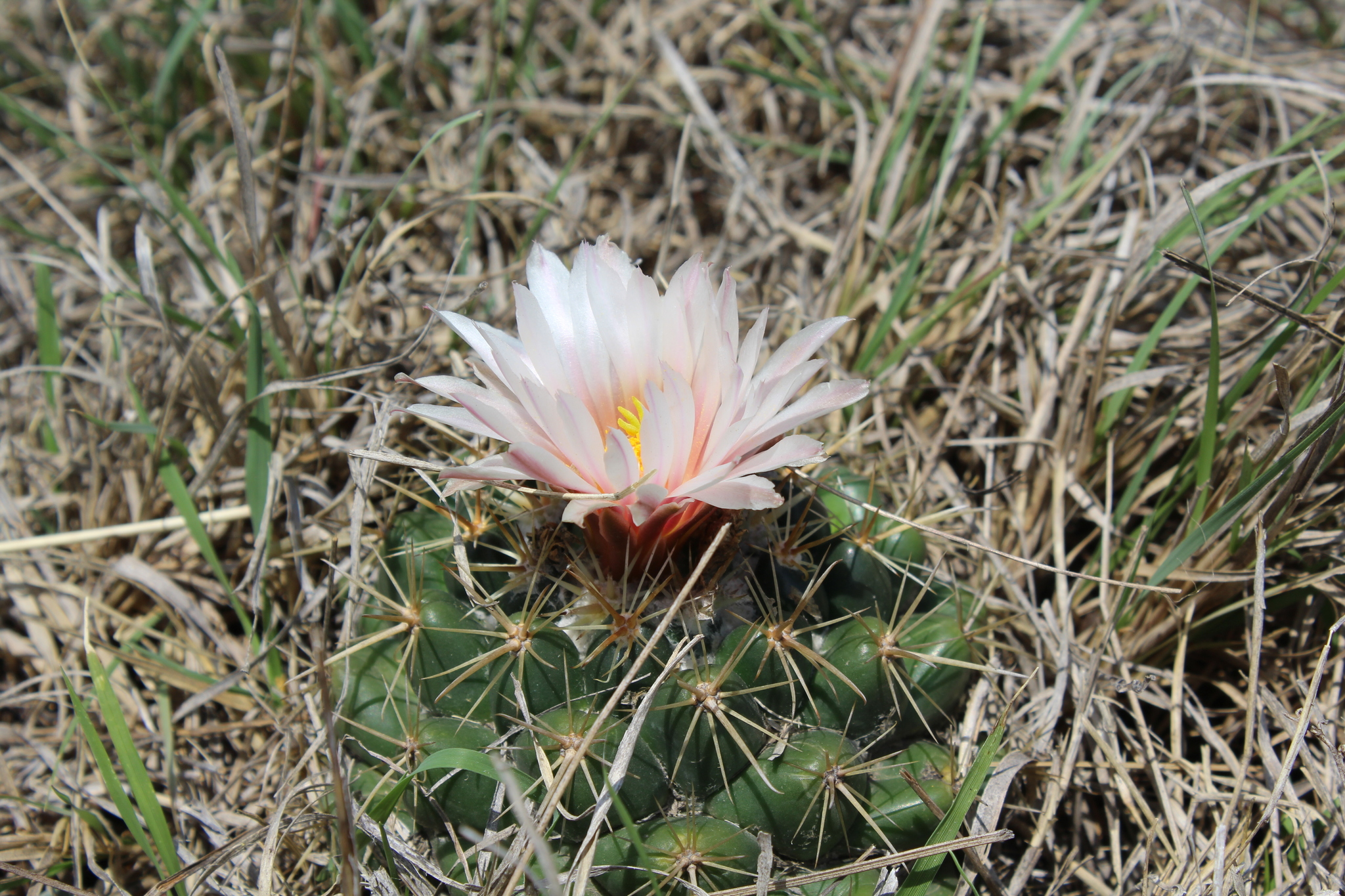 Coryphantha ottonis