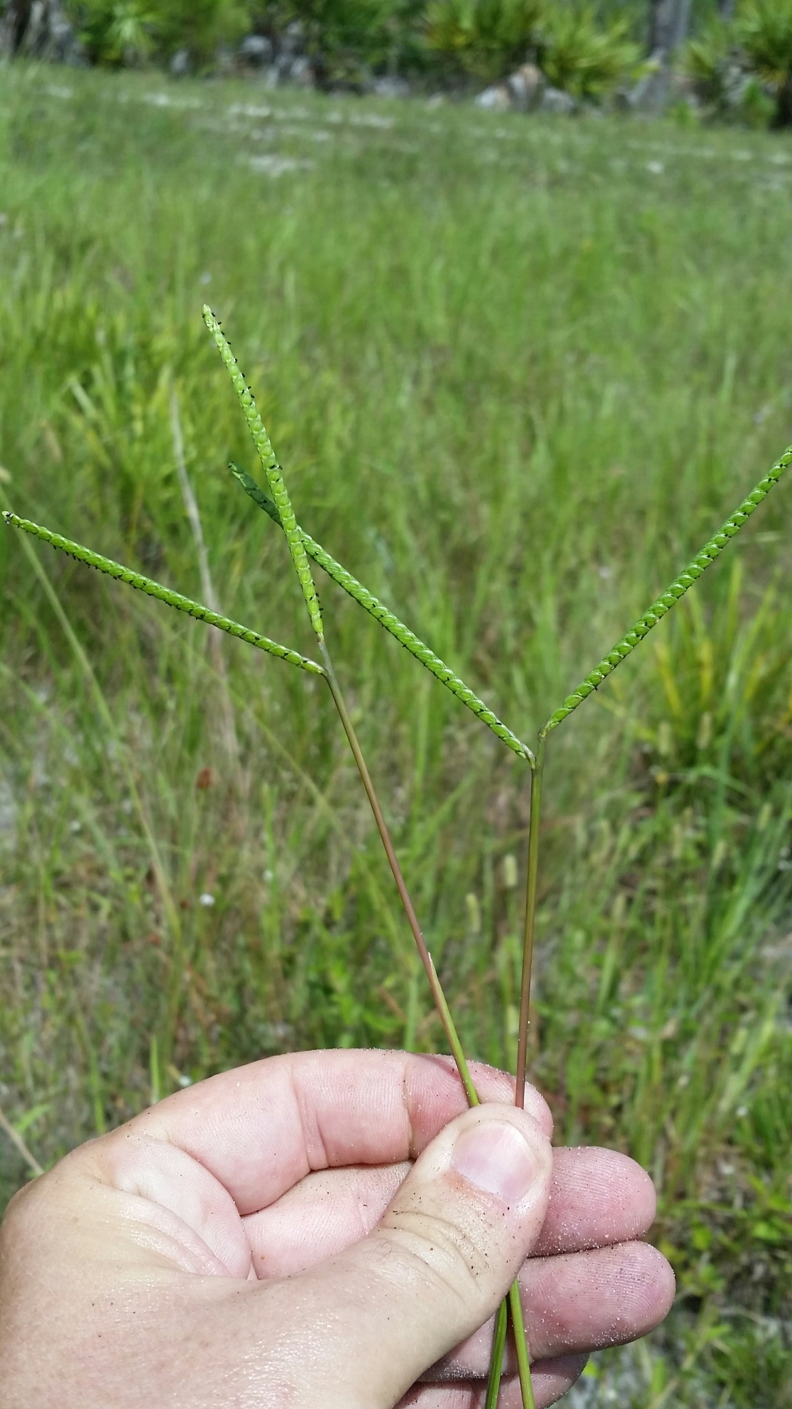 Paspalum notatum var. notatum