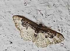 Idaea mustelata