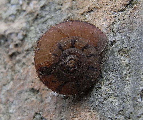 Aegista gerlachi