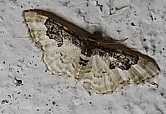 Idaea mustelata