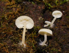 Hemimycena lactea