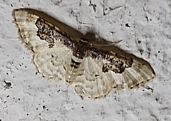 Idaea mustelata