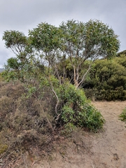 Eucalyptus stricta