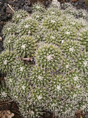 Mammillaria compressa