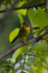 Geothlypis aequinoctialis