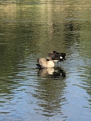 Branta canadensis
