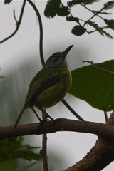 Todirostrum maculatum