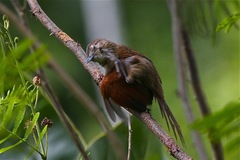 Synallaxis gujanensis