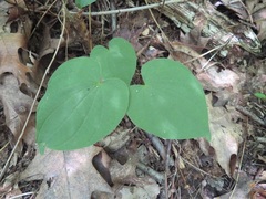 Dioscorea villosa