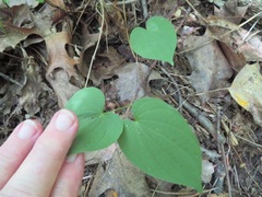 Dioscorea villosa