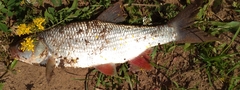 Leuciscus idus