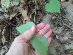 Dioscorea villosa