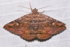 Zaleops umbrina