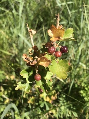 Ribes inerme inerme