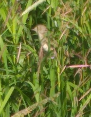 Curruca communis