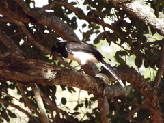 Cyanocorax cyanopogon