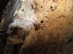 Loxosceles amazonica