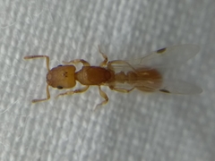 Nesomyrmex wilda