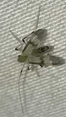 Stenochironomus hilaris
