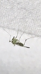 Stenochironomus hilaris