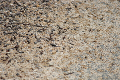 Iridomyrmex purpureus