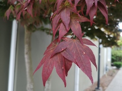Acer palmatum