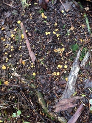 Leotiomycetes