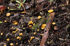 Leotiomycetes