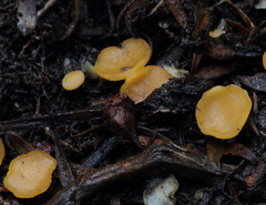 Leotiomycetes