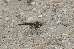 Neoitamus flavofemoratus