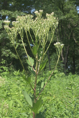 Arnoglossum reniforme
