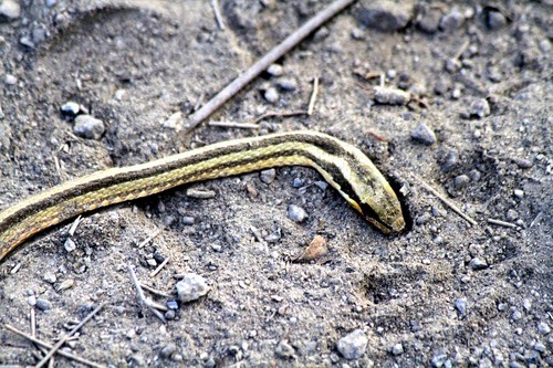 Andean Racer