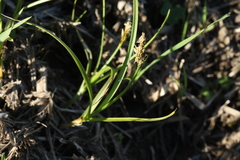 Carex leporina