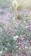 Centaurea diffusa