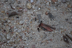 Iridomyrmex purpureus