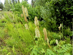 Sanguisorba stipulata