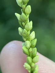 Persicaria setacea