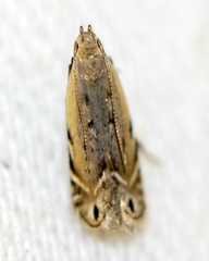 Battaristis nigratomella