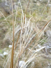 Carex buchananii