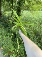 Persicaria setacea
